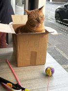 Chat carton LH